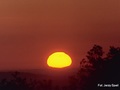 Słońce z plamką Wenus tuż po wschodzie. Tarcza Słońca jest silnie zdeformowana wskutek refrakcji atmosferycznej. Fot. Jerzy Speil